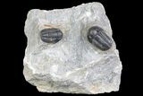 Two Detailed Gerastos Trilobite Fossil - Morocco #134099-1